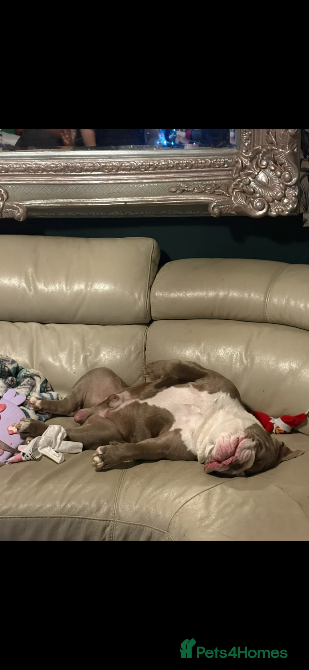 English Bulldog dogs for sale: Male British English bulldog  - Advert 3