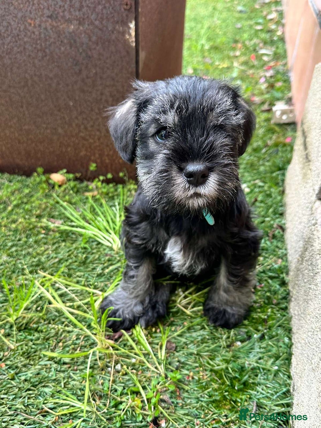 Miniature Schnauzer dogs for sale: Pure bred Miniature Schnauzer Puppies for Sale - Image 3