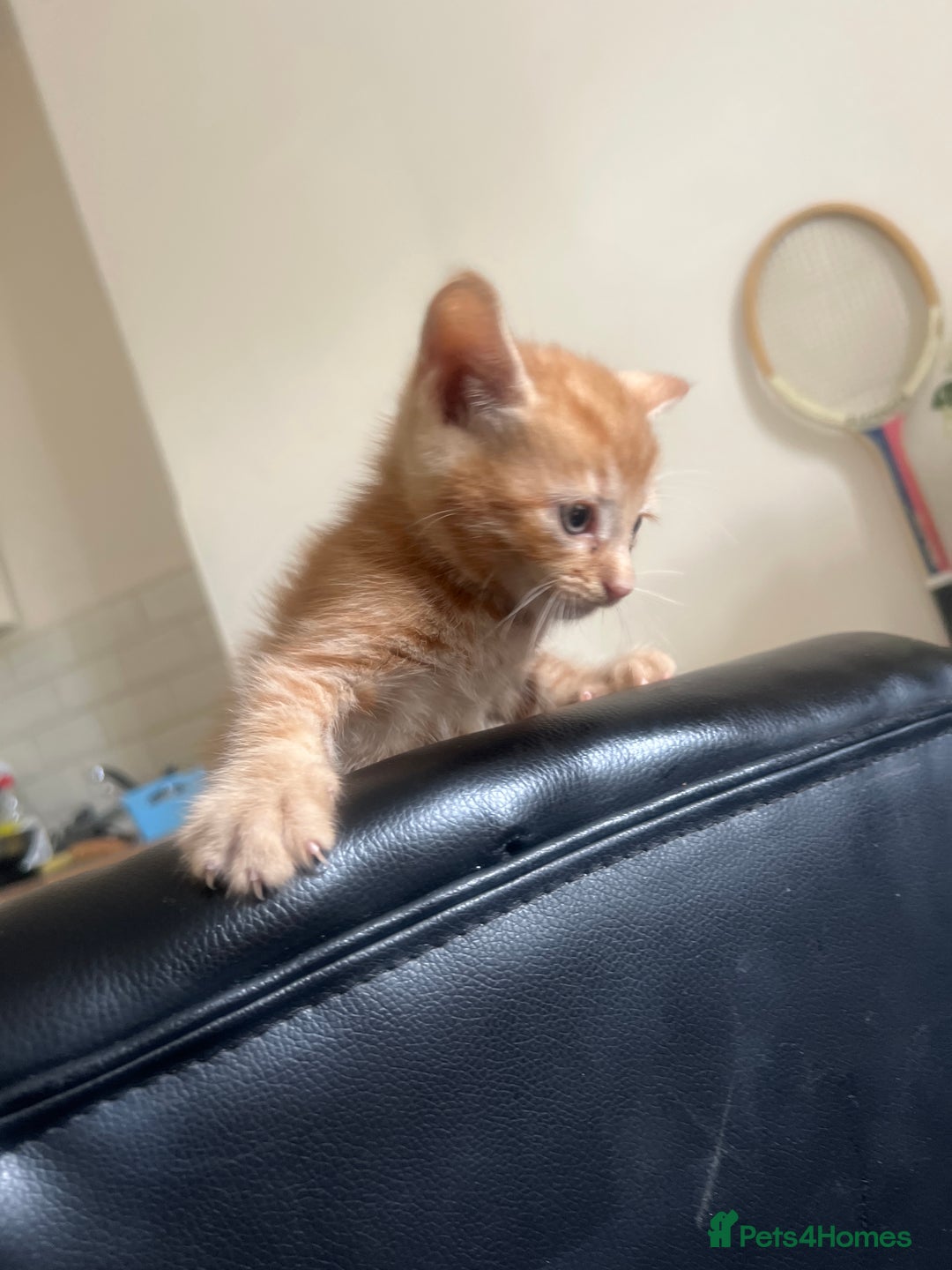 Mixed Breed cats for sale: Beautiful male kitten for new home - Image 9