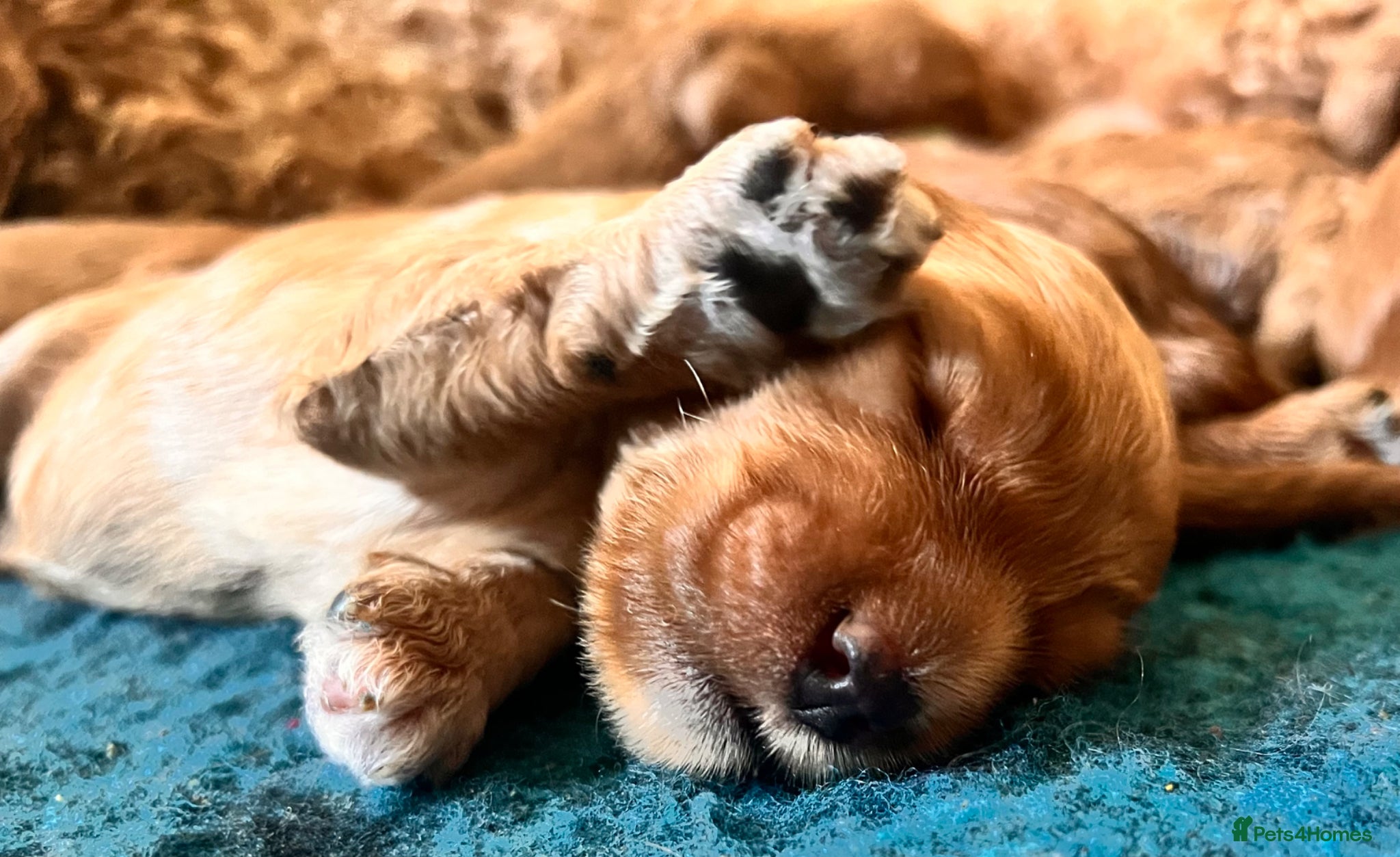 Australian Labradoodle dogs Tiny Tails,Big♥️Australian labradoodle - Advert 4