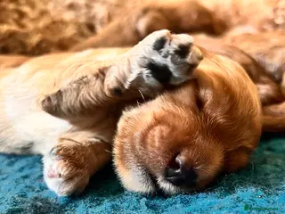 Australian Labradoodle dogs Tiny Tails,Big♥️Australian labradoodle - Advert 2