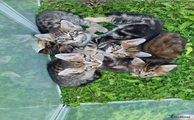 Mixed Breed cats - Advert 1