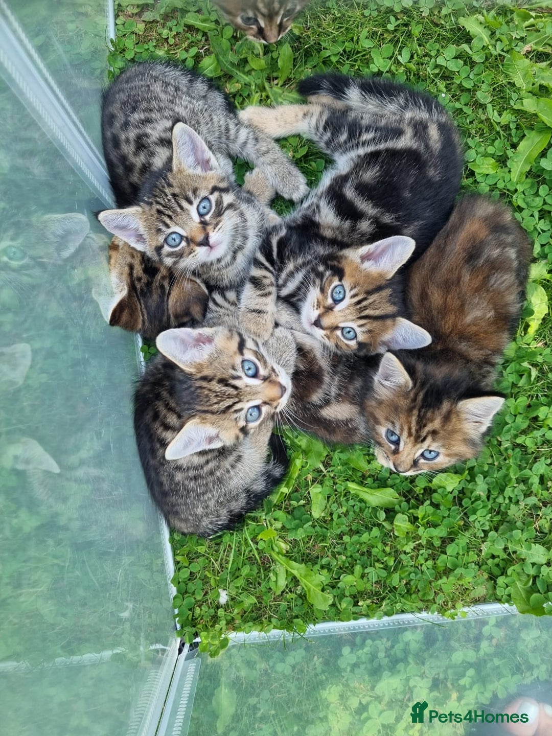 Mixed Breed cats for sale: Beautiful kittens for sale  - Image 1