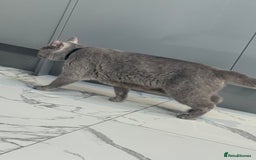 British Shorthair cats for sale: British short hair  - Image 2
