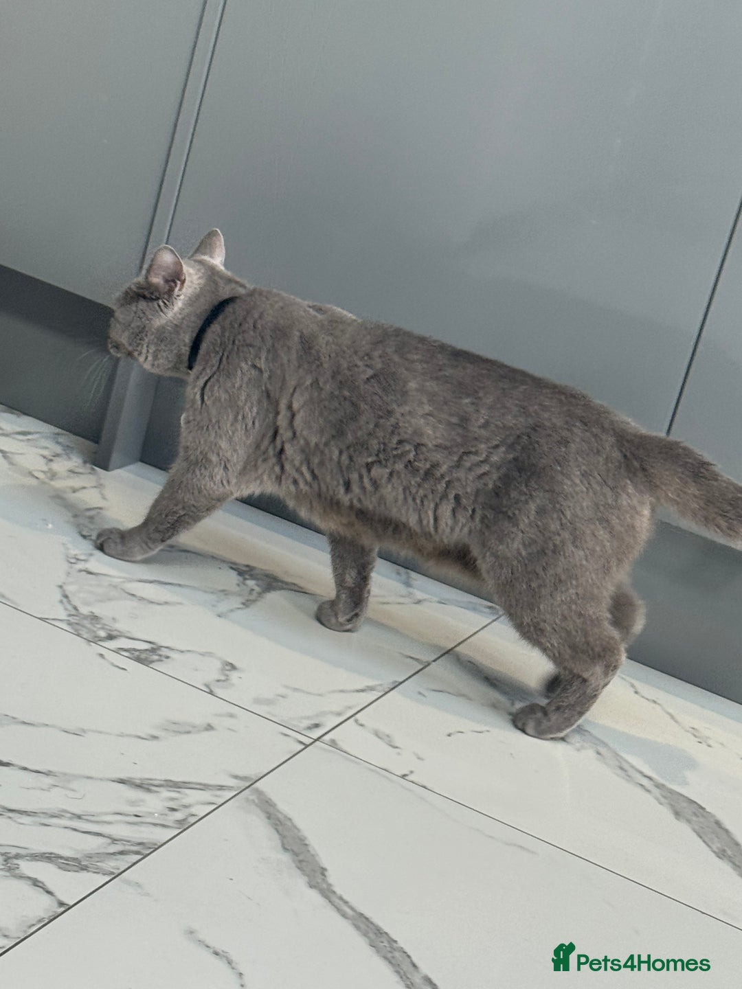 British Shorthair cats for sale: British short hair  - Image 2
