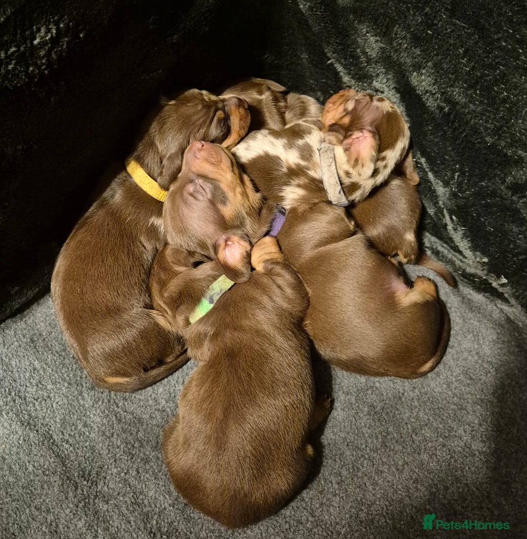 Miniature Dachshund dogs for sale: KC Miniature Dachshund Puppies - Advert 1