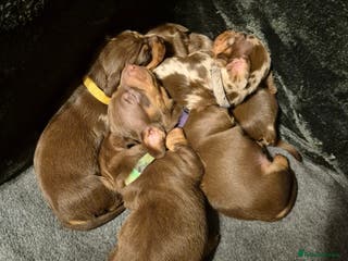 Miniature Dachshund dogs KC Miniature Dachshund Puppies - Advert 6