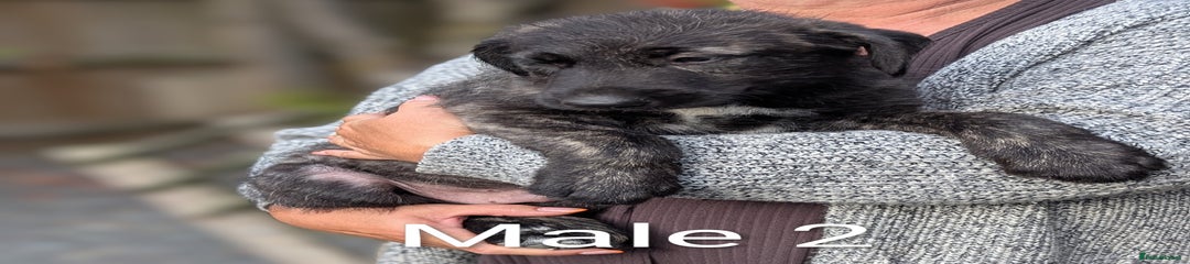Irish Wolfhound Puppy 2
