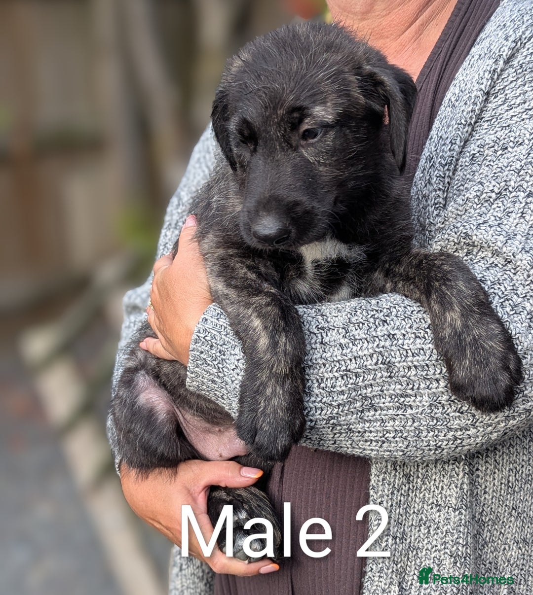 Irish Wolfhound dogs for sale: Wolfhound/Deerhound pups - Image 1