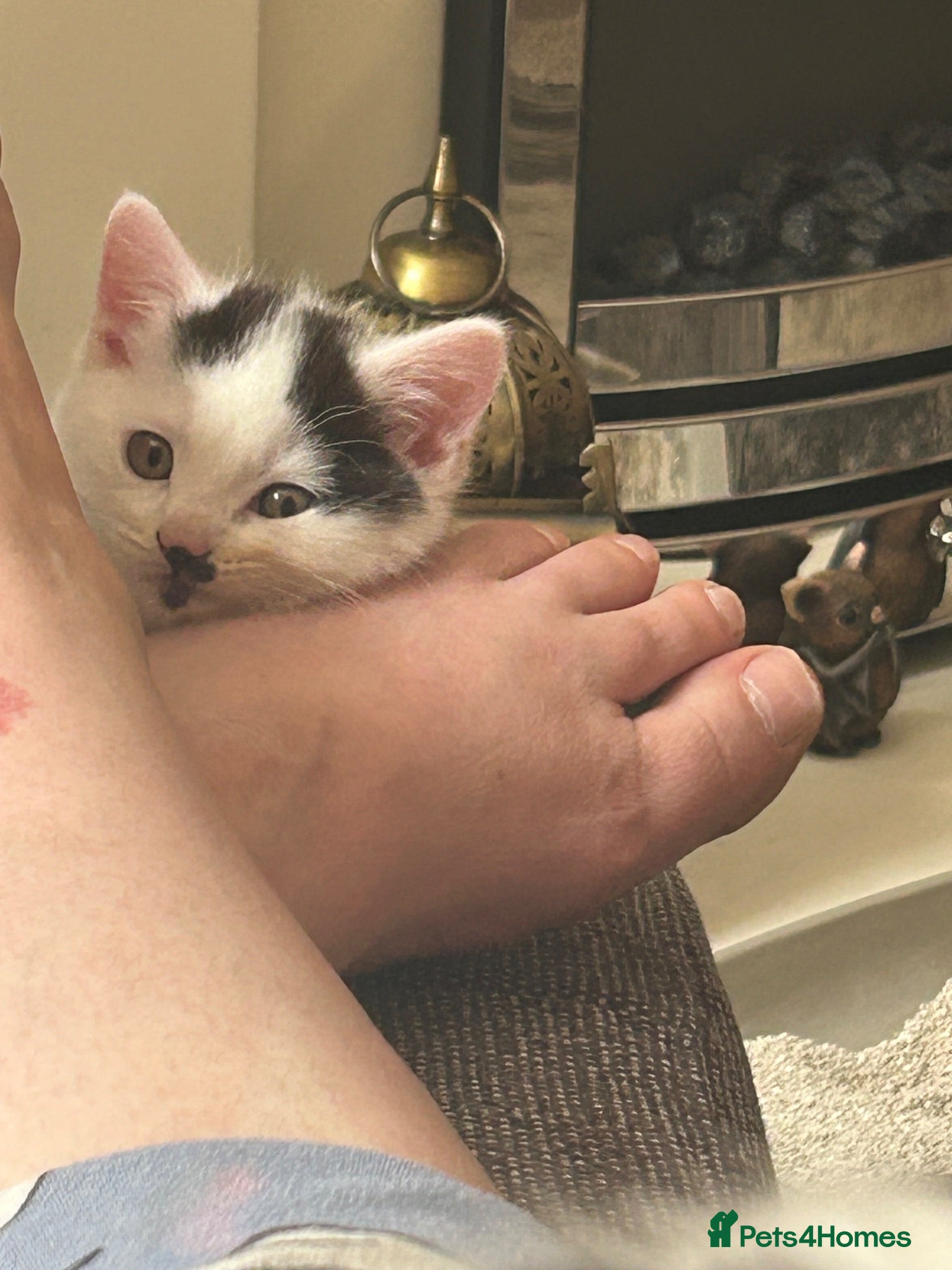 Mixed Breed cats Gorgeous male kitten - Advert 1