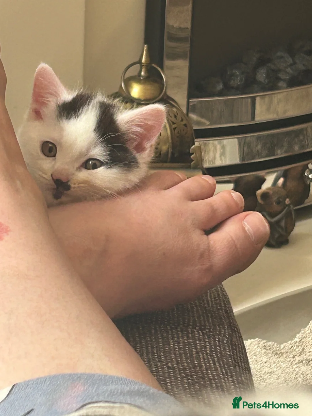Mixed Breed cats for sale: Gorgeous male kitten - Advert 1