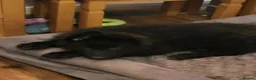 German Shepherd dogs for sale: German shepherd puppies  - Advert 6