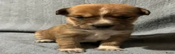 Mixed Breed dogs for sale: 🐾 Beautiful Mixed Breed Puppies ⭐ - Advert 5