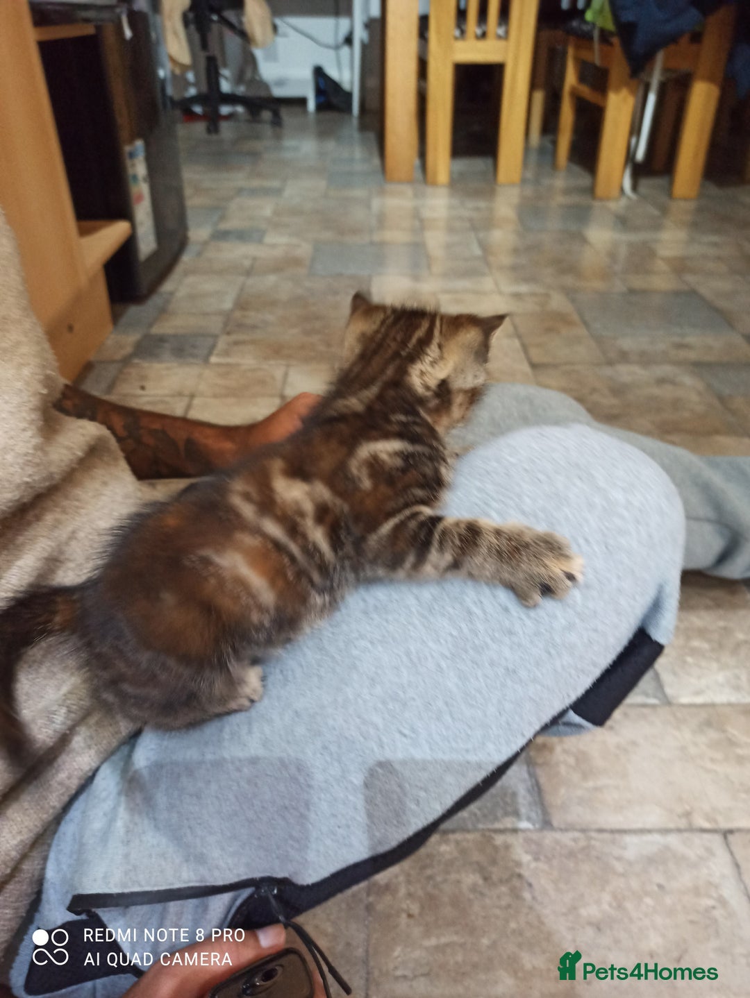 British Shorthair cats for sale: Beautiful tabby kittens - Image 25