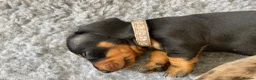 Miniature Dachshund dogs for sale: Miniature Dachshund Puppies - Advert 5