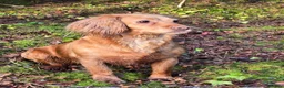 Cocker Spaniel dogs for sale: Stunning Working Cocker Spaniel Pups - Advert 3
