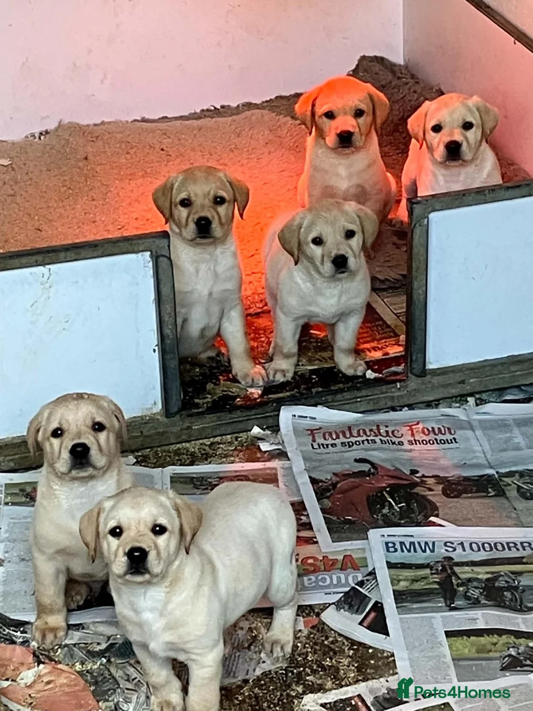 Labrador Retriever dogs for sale: UNEXPECTED sale of Yellow Labrador dog puppy - Advert 2