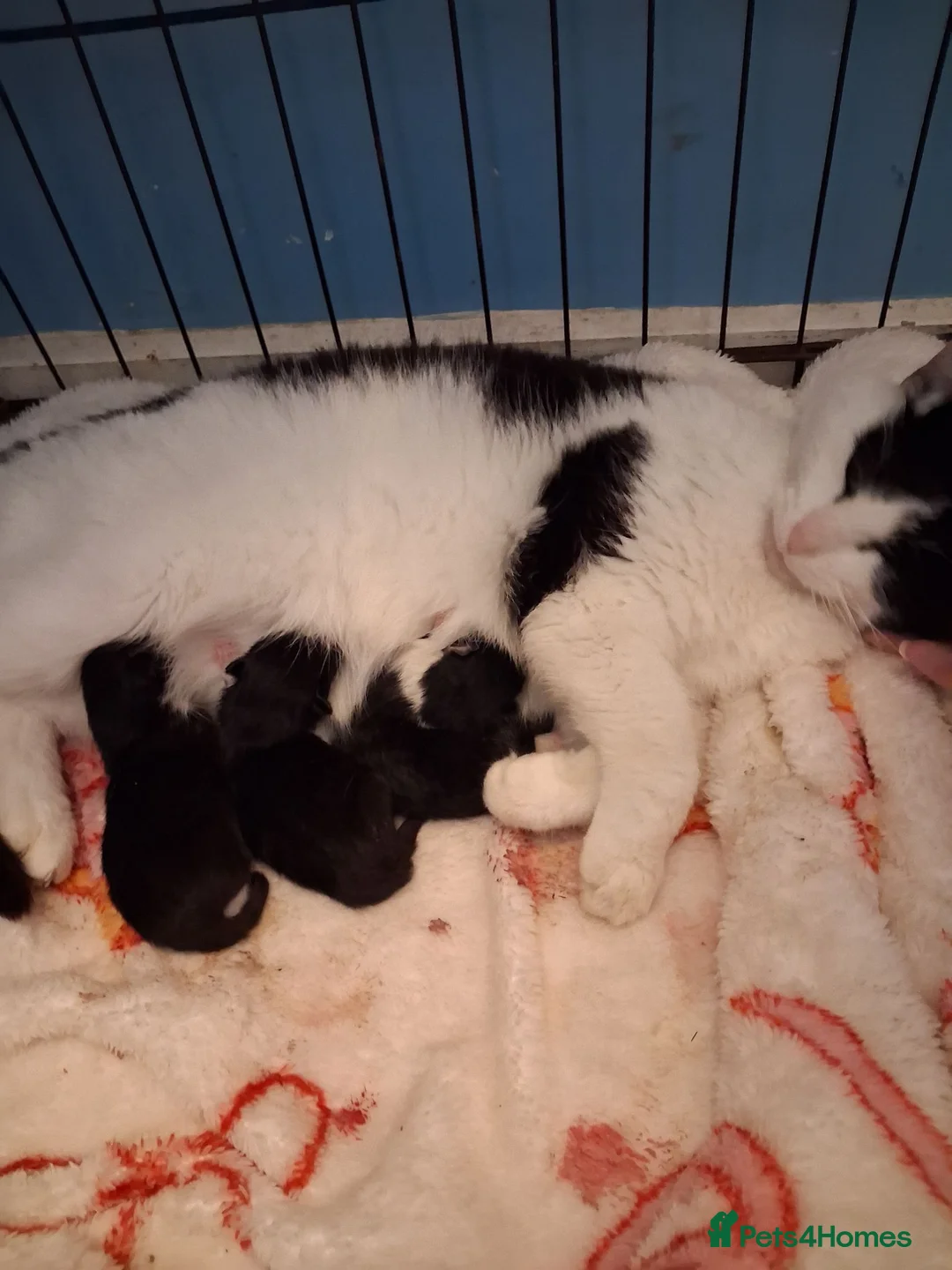 Mixed Breed cats for sale: Kittens looking for there forever home - Advert 2