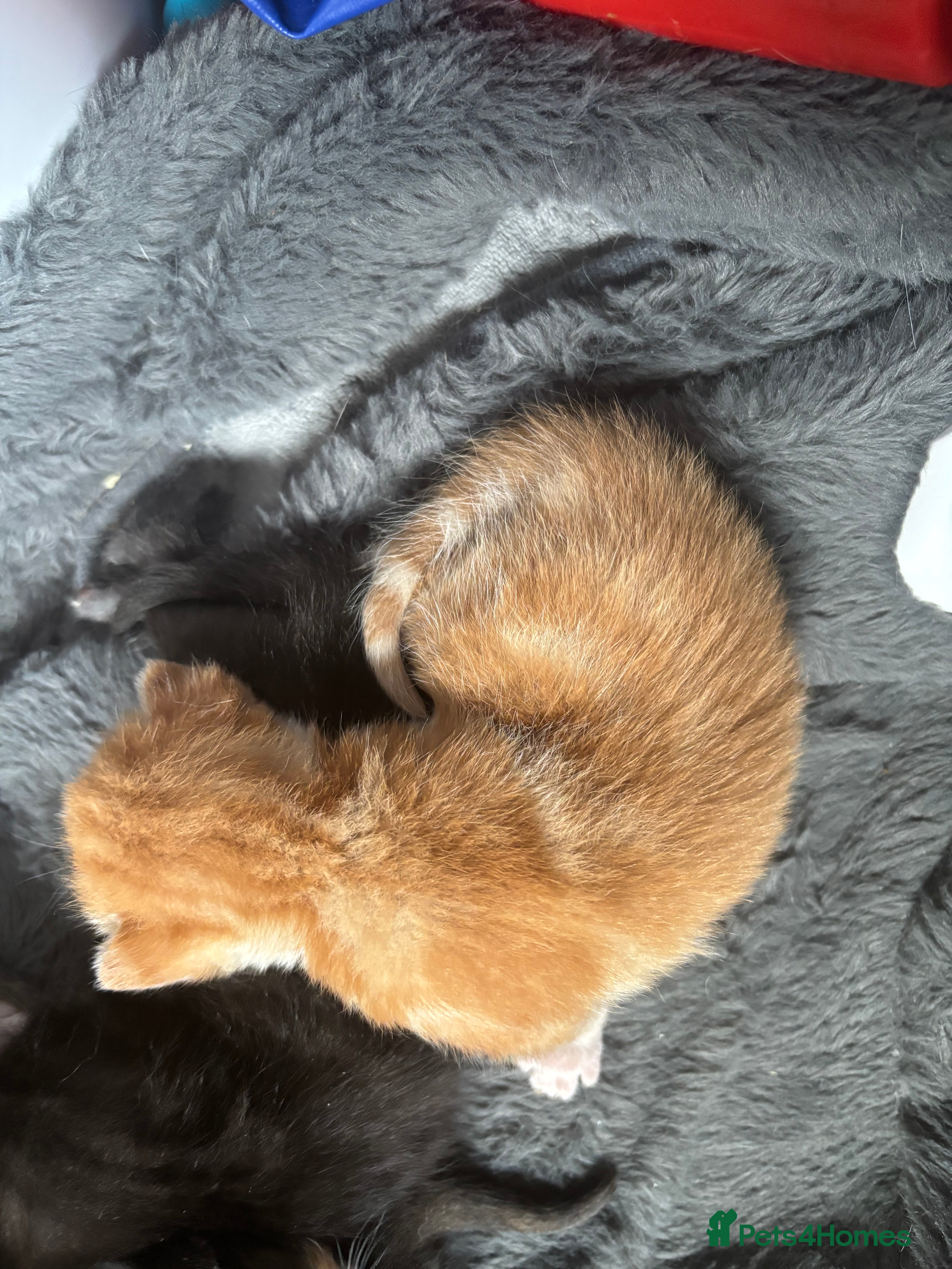 British Shorthair cats for sale: 4 mixed British shorthair gorgeous kittens - Advert 2