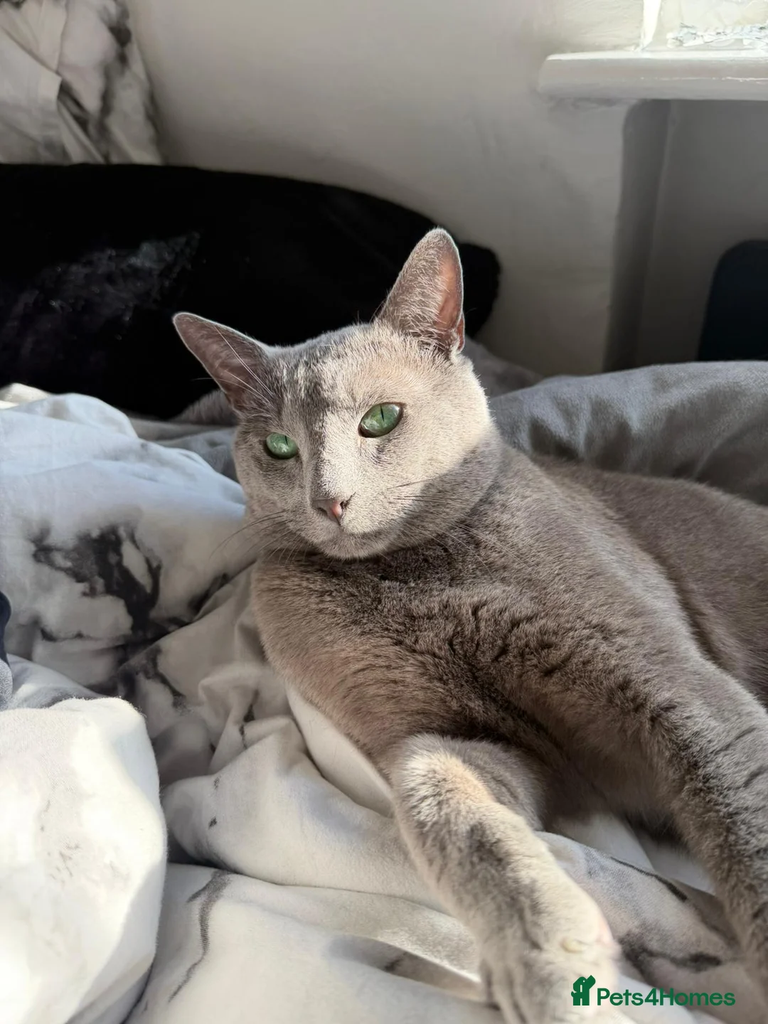 Russian Blue cats for sale: Russian Blue Kittens in Dagenham - Advert 2