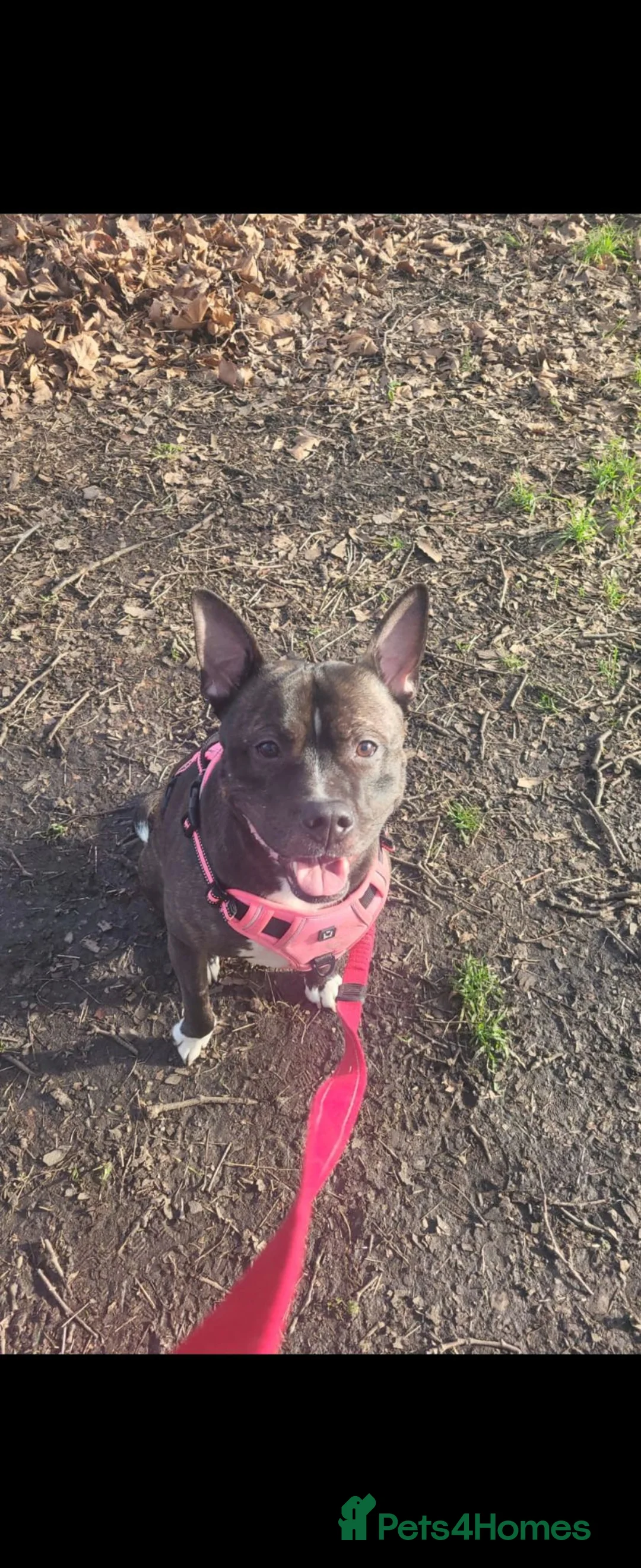 Mixed Breed dogs for sale: Beautiful Staffy in need of his forever home 🐾  - Advert 4