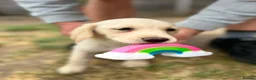 Labrador Retriever dogs for sale: 9 beautiful Labrador puppies  - Advert 2