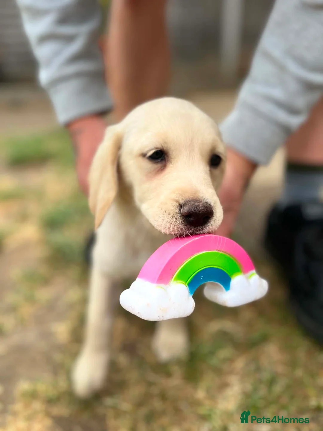 Labrador Retriever dogs for sale: 9 beautiful Labrador puppies  - Advert 2