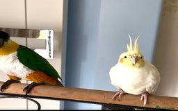 Cockatiels birds for sale: Lovely cockatiel looking for new home  - Image 3