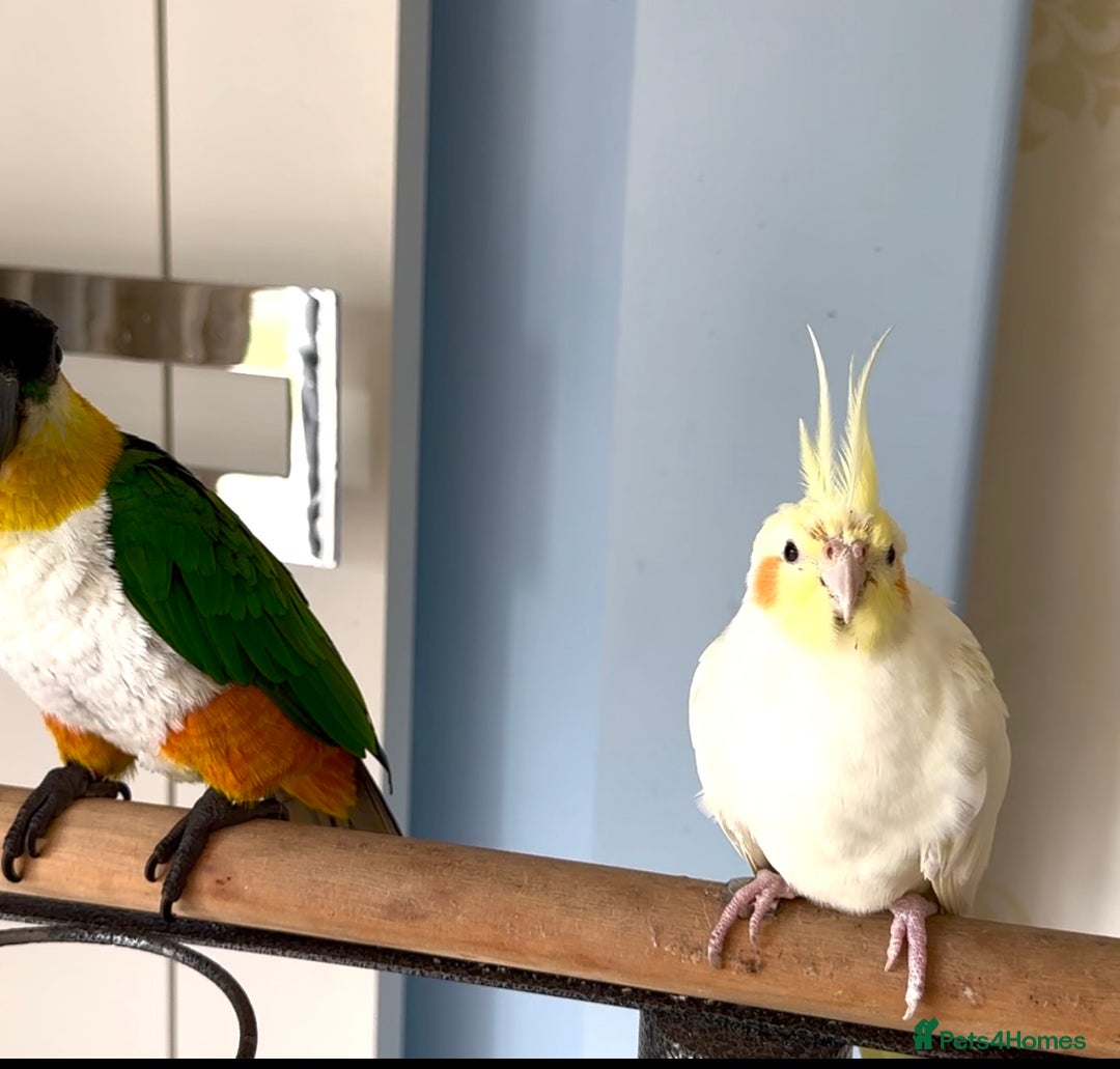 Cockatiels birds for sale: Lovely cockatiel looking for new home  - Image 3