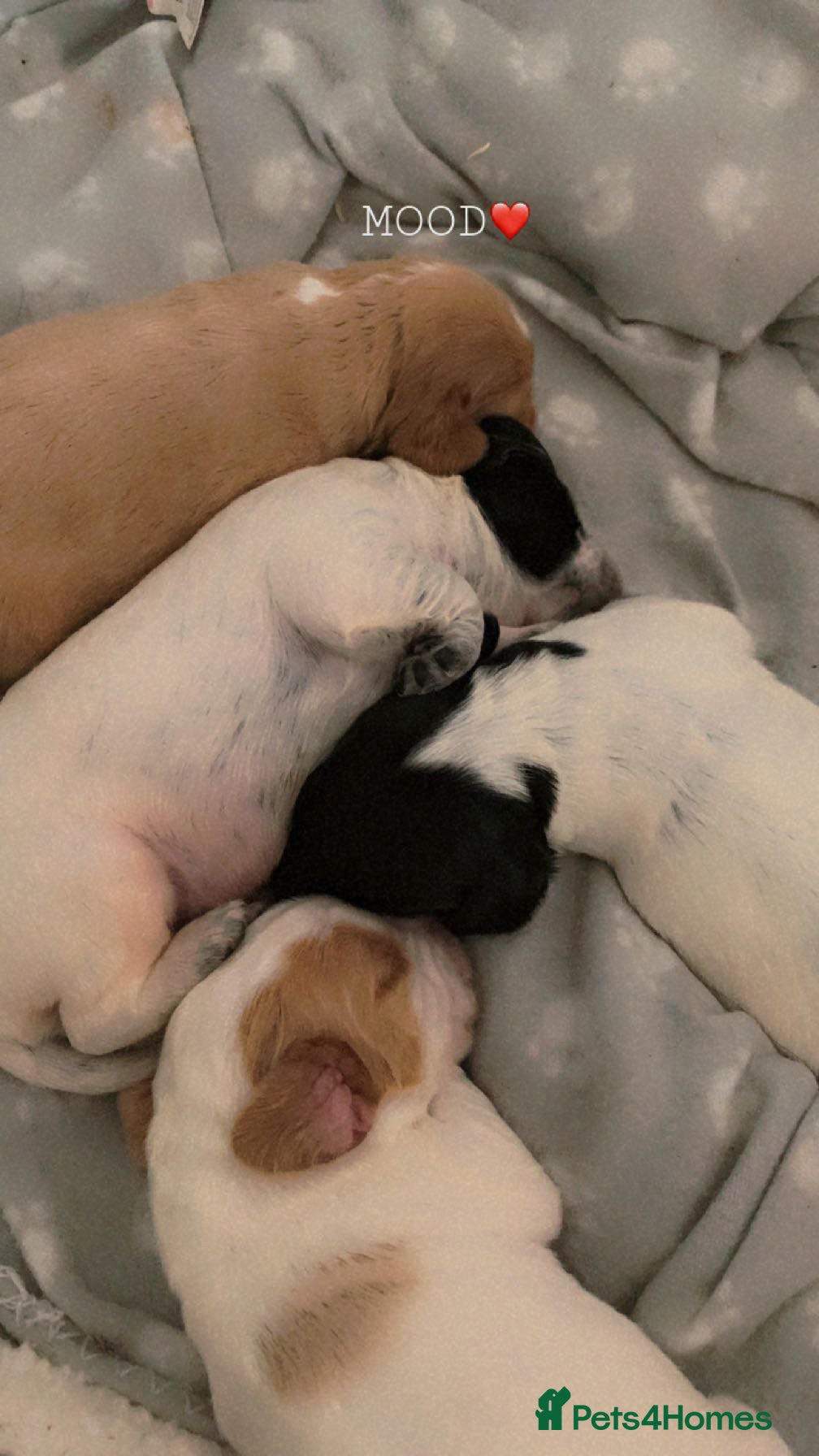 Cocker Spaniel dogs Six gorgeous cocker spaniel pups - Advert 1