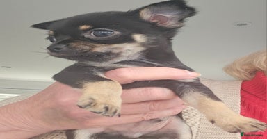 Chihuahua dogs Beautiful Tiny Blue Chihuahuas - Advert 6