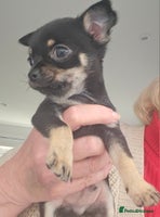 Chihuahua dogs Beautiful Tiny Blue Chihuahuas - Advert 6