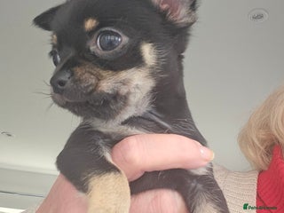 Chihuahua dogs Beautiful Tiny Blue Chihuahuas - Advert 6