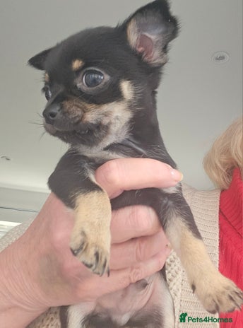 Chihuahua dogs Beautiful Tiny Blue Chihuahuas - Advert 4