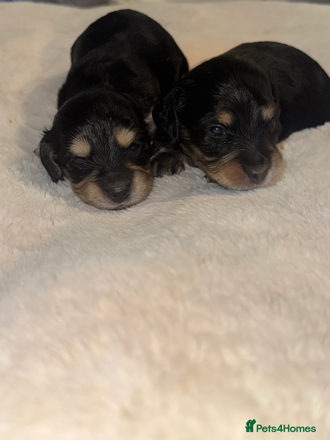 Miniature Dachshund dogs for sale: KC MINIATURE LONG HAIR PUPPYS, CREAM/BLACK & CREAM - Advert 19