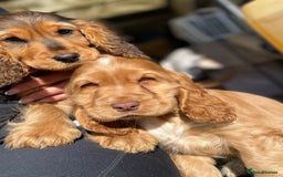 Cocker Spaniel dogs for stud: KC Reg DNA Health Tested Show Cocker Sable Stud in Doncaster - Image 3