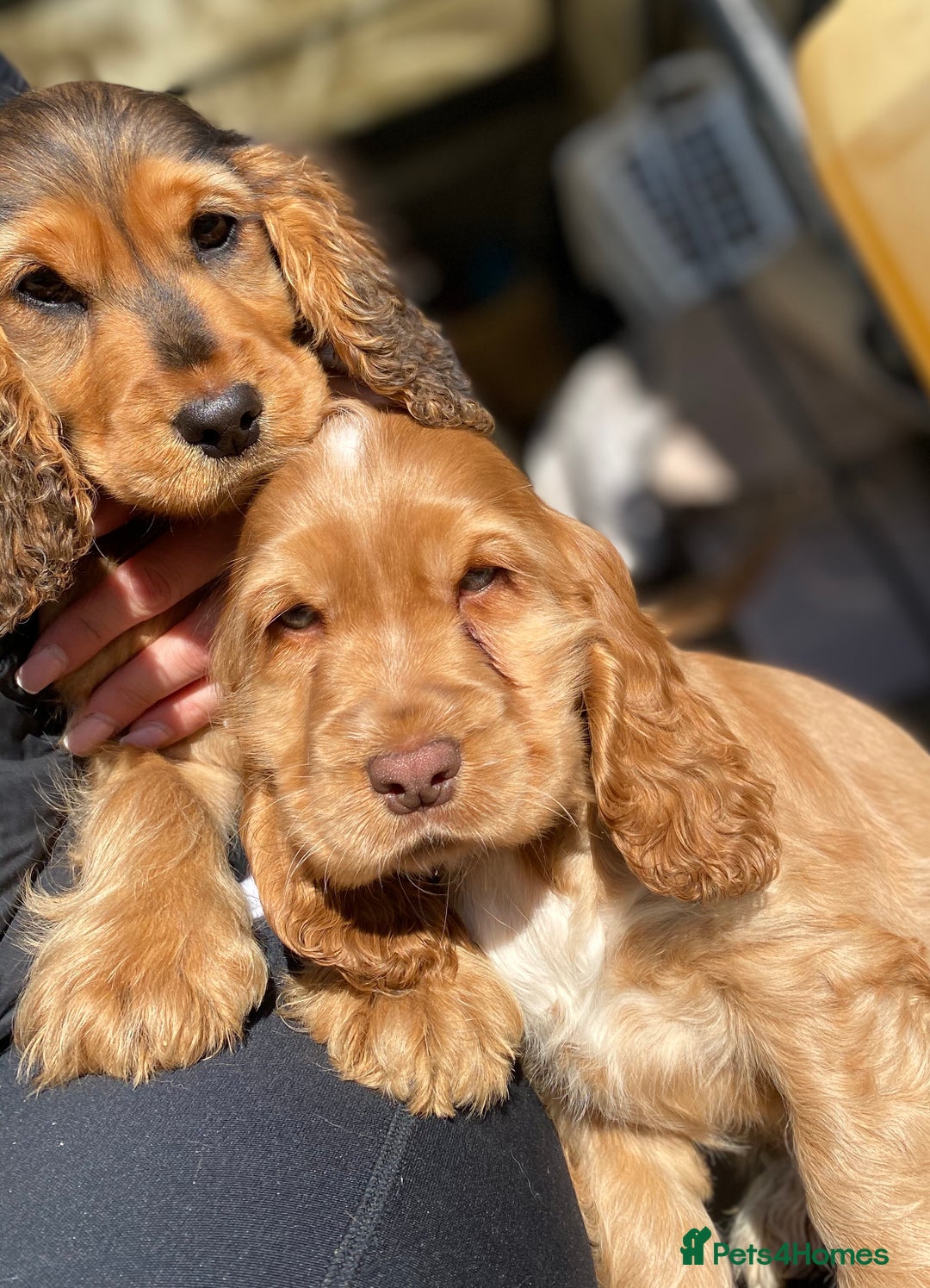 Cocker Spaniel dogs for stud: KC Reg DNA Health Tested Show Cocker Sable Stud in Doncaster - Image 3