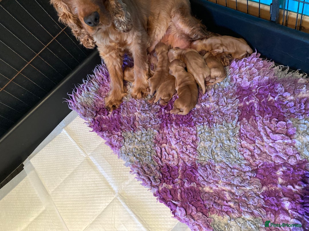Cocker Spaniel dogs for sale: KC Reg Show Type Golden Cocker Spaniel puppies - Image 9