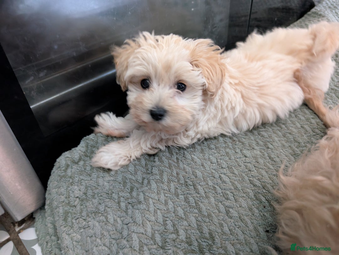 Maltipoo dogs for sale: Last Beautiful tiny female puppy available  - Image 8