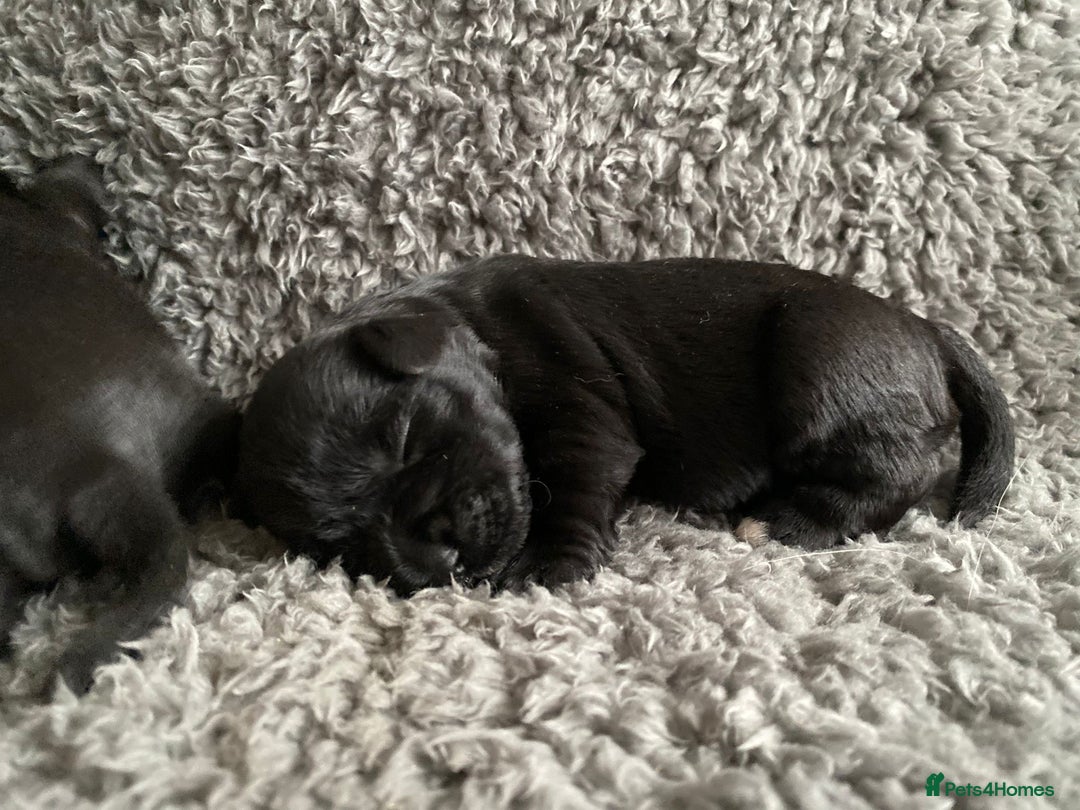 Miniature Schnauzer dogs for sale: KC MAC Quality Black Miniature schnauzers  - Advert 13