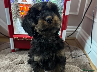 Cockapoo dogs F1 cockerpoo puppies - Advert 4