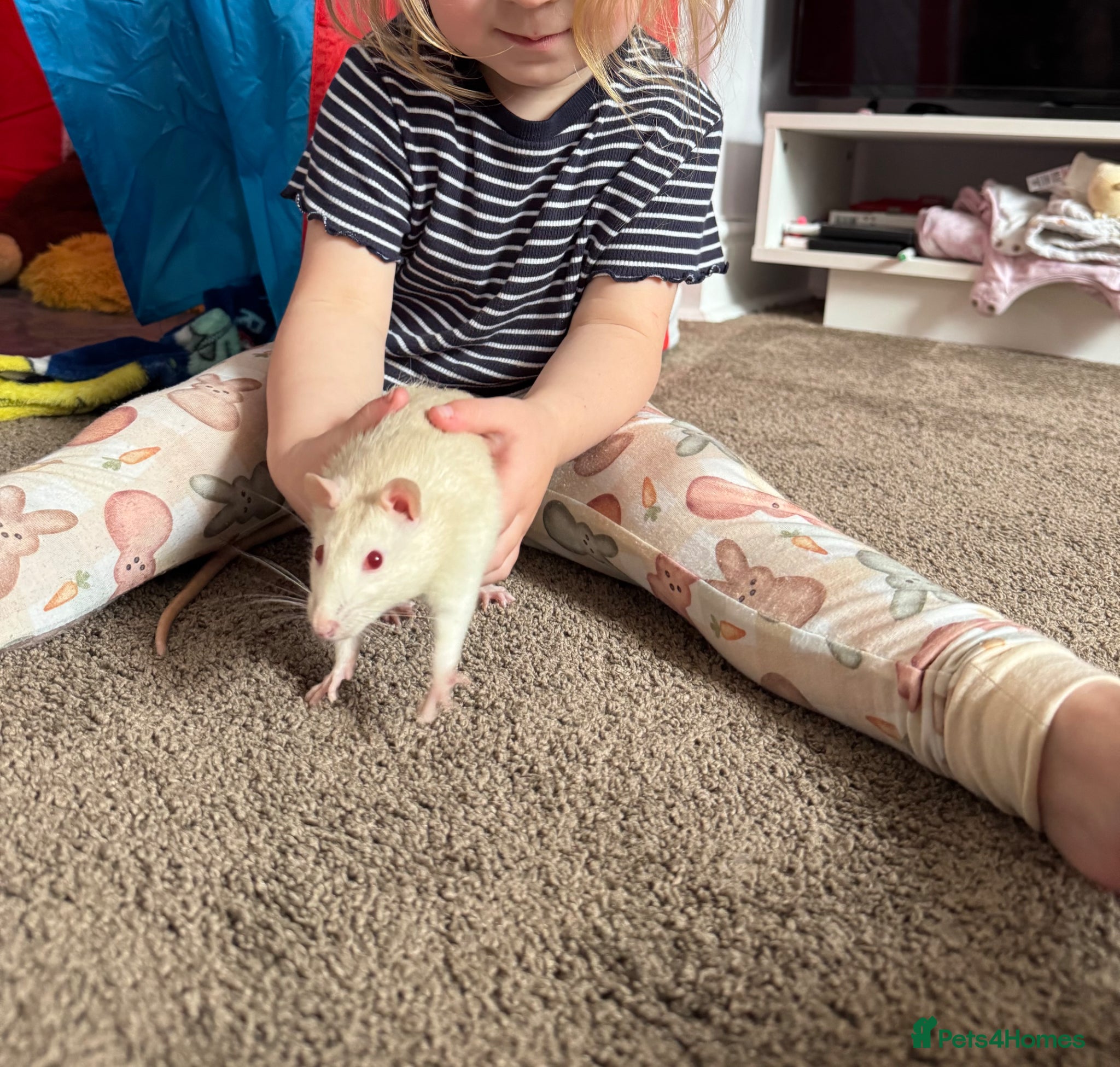 Rat rodents Super friendly Male rat - Advert 1