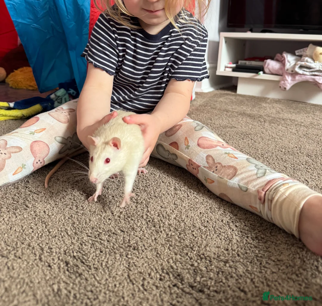 Rat rodents for sale: Super friendly Male rat - Advert 1