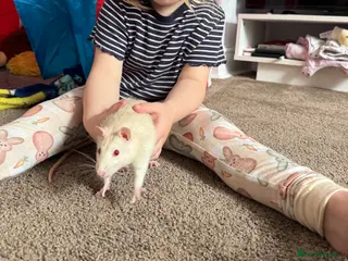 Rat rodents Super friendly Male rat - Advert 8