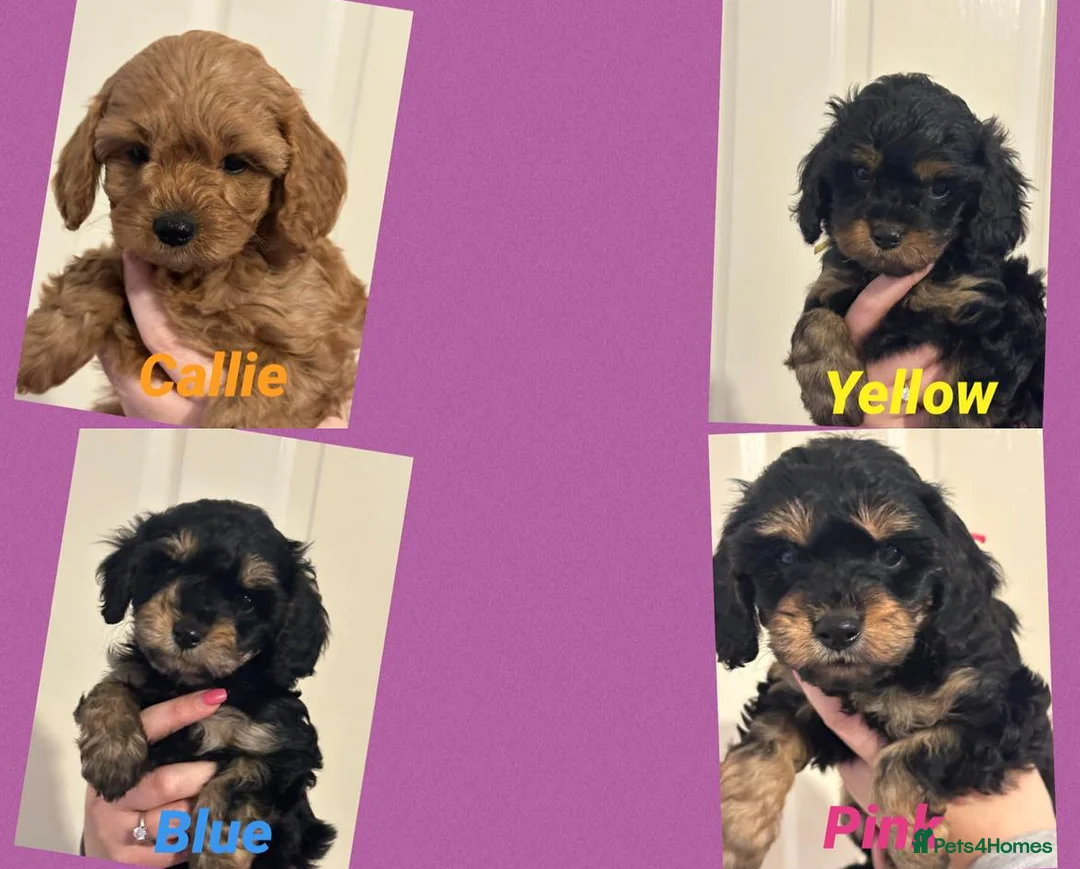 Toy Poodle dogs for stud: KC registered / health tested toy poodle stud in Bolton - Advert 19