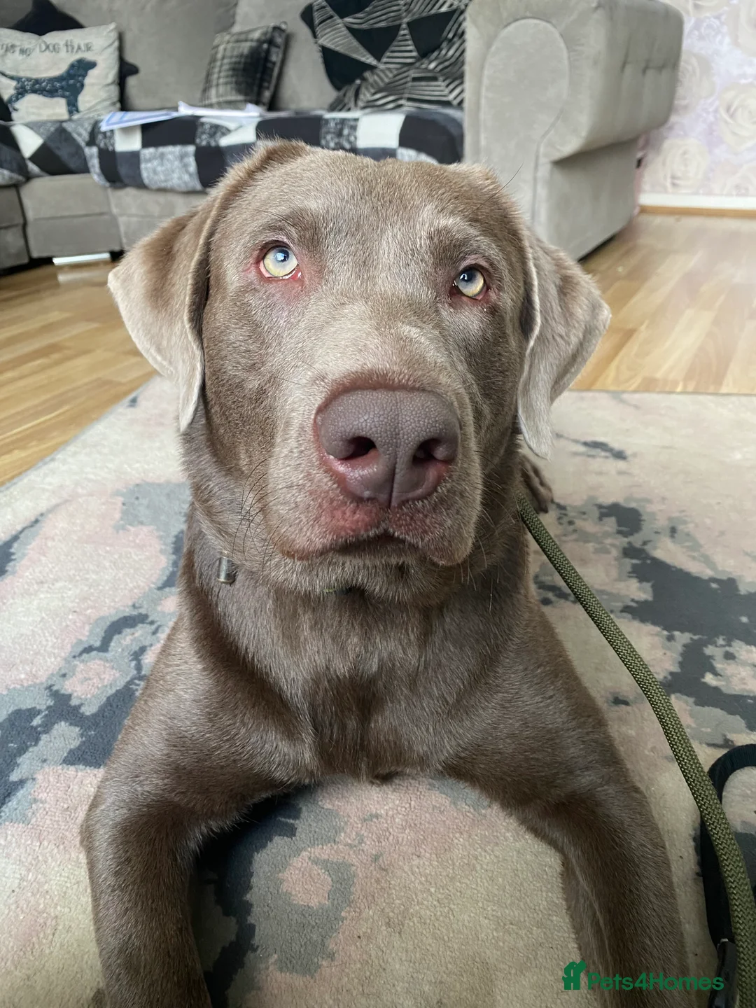 Labrador Retriever dogs for stud: Field Line Labrador Stud - Advert 6