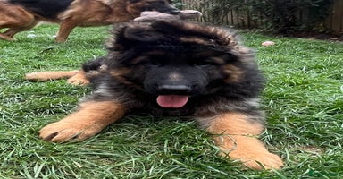 German Shepherd dogs - Advert 6
