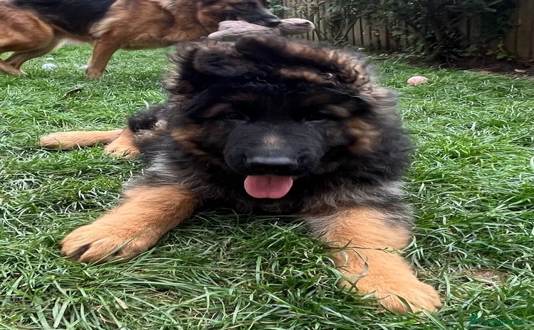 German Shepherd dogs - Advert 5