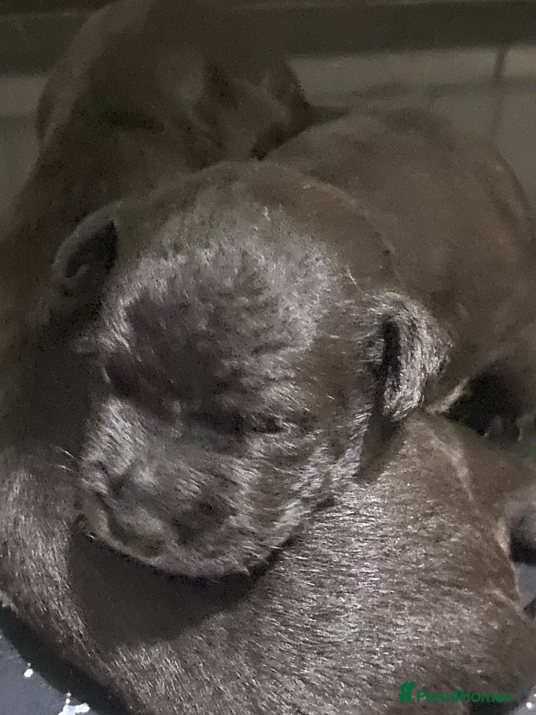 Patterdale Terrier dogs for sale: **Beautiful Patterdale Pups** - Image 9