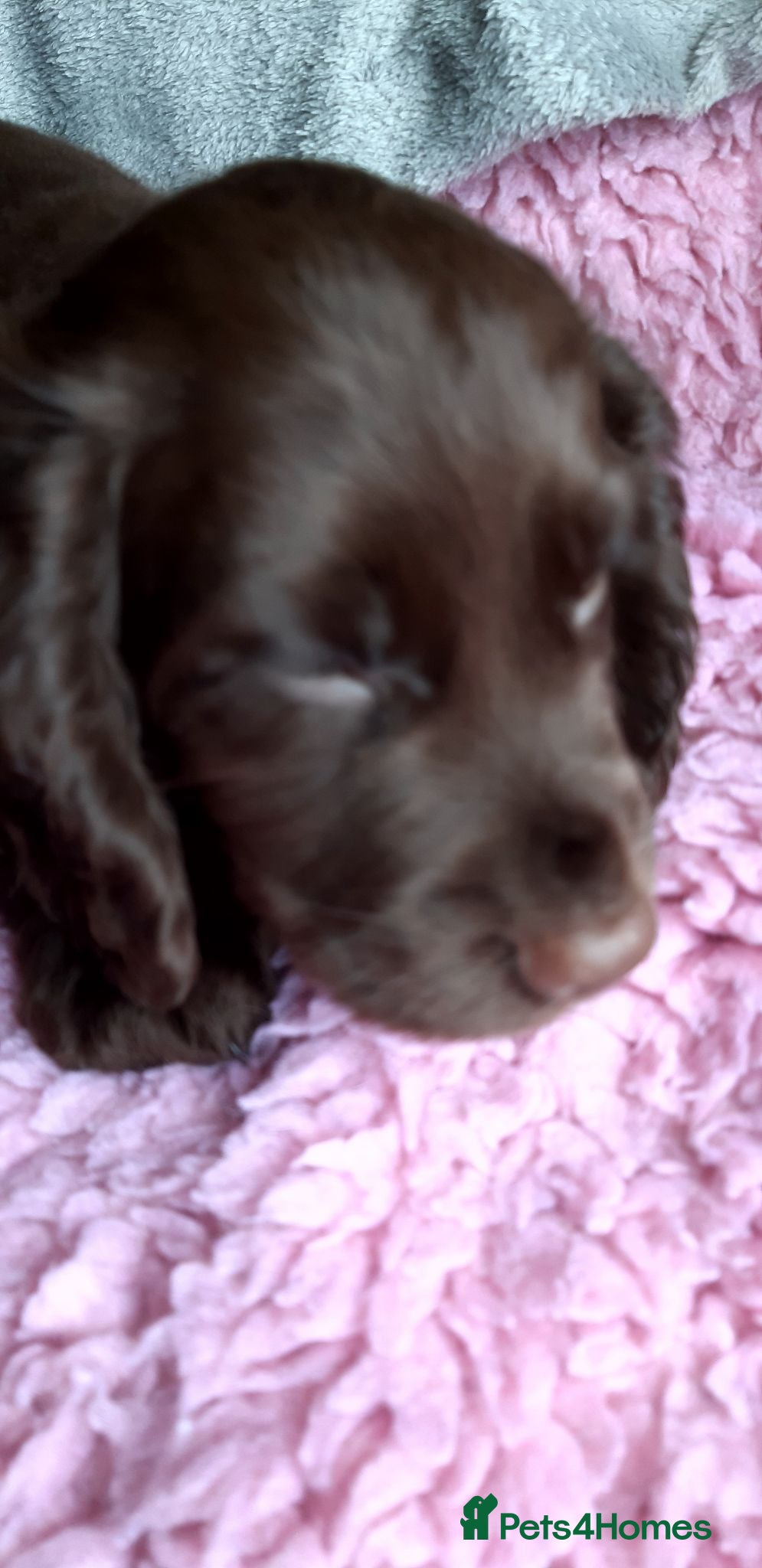 Cocker Spaniel dogs KC registered Working Cocker Spaniel pups - Advert 2